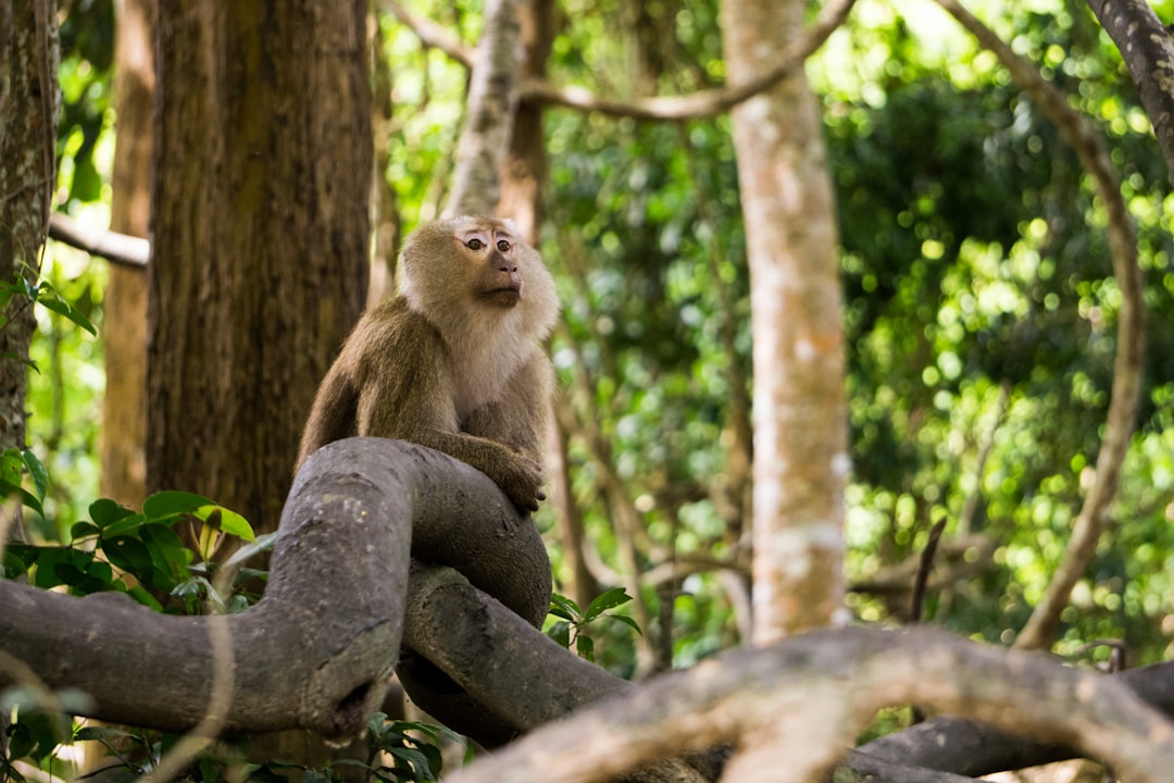 See No Evil, Hear No Evil, Speak No Evil: The Wisdom of the Three Monkeys